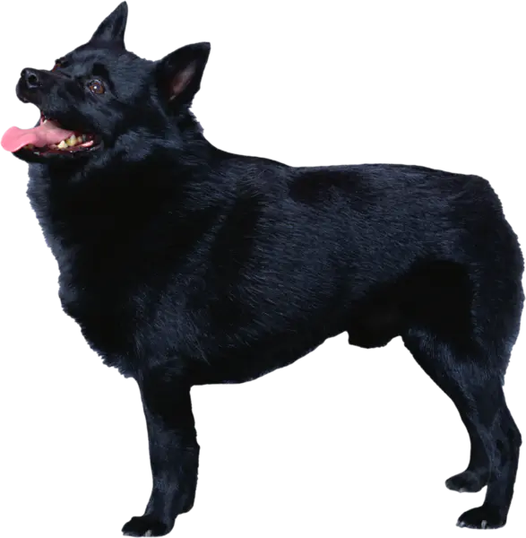 【PNG素材网-png.mixinnet.cn】狗狗(51)