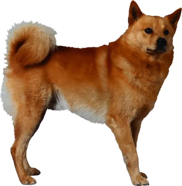 【PNG素材网-png.mixinnet.cn】狗狗(38)