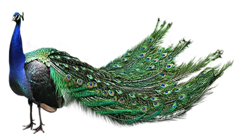 【PNG素材网-png.mixinnet.cn】孔雀免抠图【39】