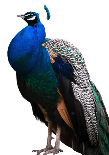 【PNG素材网-png.mixinnet.cn】孔雀免抠图【36】