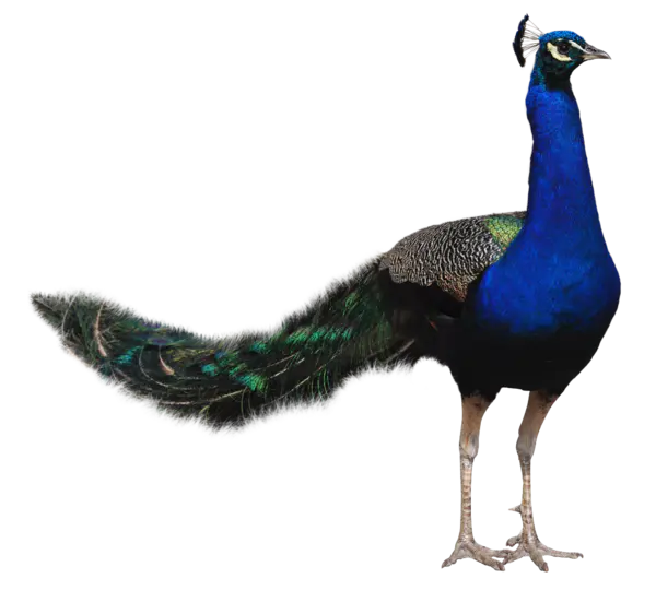 【PNG素材网-png.mixinnet.cn】孔雀免抠图【33】