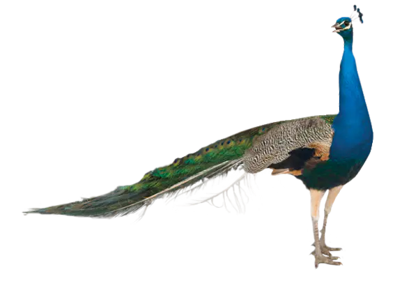 【PNG素材网-png.mixinnet.cn】孔雀免抠图【30】