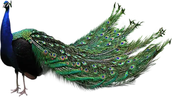 【PNG素材网-png.mixinnet.cn】孔雀免抠图【26】