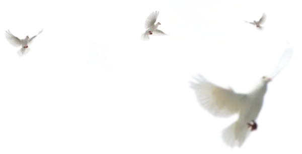【PNG素材网-png.mixinnet.cn】几只和平鸽免抠图