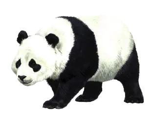 【觅图网-pic.51mitu.com】一级保护动物熊猫png素材