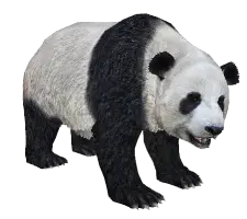 【觅图网-pic.51mitu.com】一级保护动物熊猫png素材