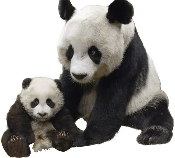 【觅图网-pic.51mitu.com】一级保护动物熊猫png素材
