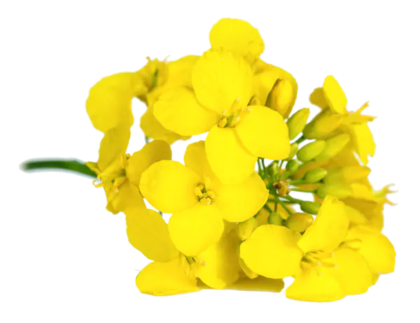 【PNG素材网-png.mixinnet.cn】油菜花微距