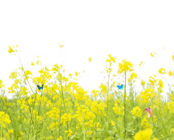 【PNG素材网-png.mixinnet.cn】油菜花png素材