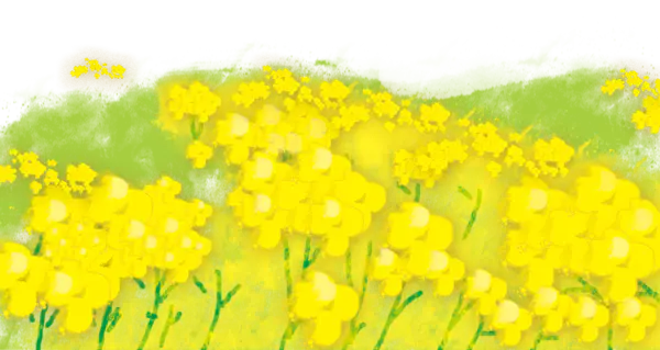 【PNG素材网-png.mixinnet.cn】一片油菜花