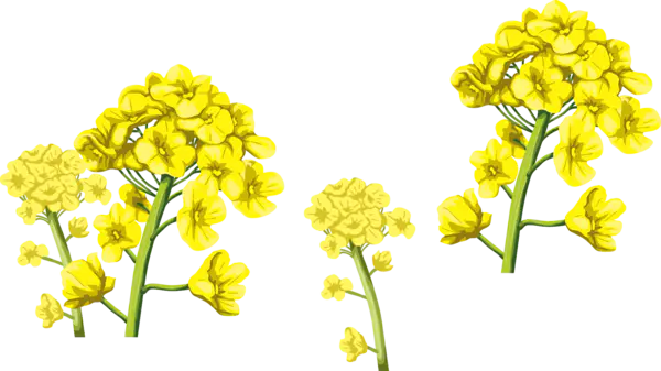 【PNG素材网-png.mixinnet.cn】手绘油菜花