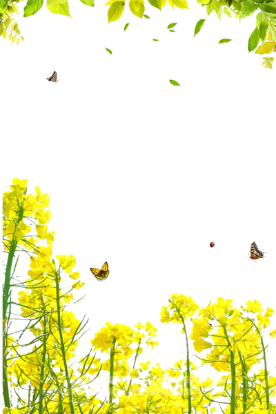 【觅图网-pic.51mitu.com】春季美丽油菜花装饰边框