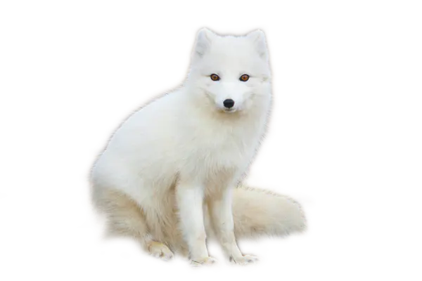 【觅图网-pic.51mitu.com】一只白色的狐狸