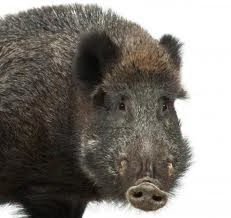 【PNG素材网-png.mixinnet.cn】一头猪
