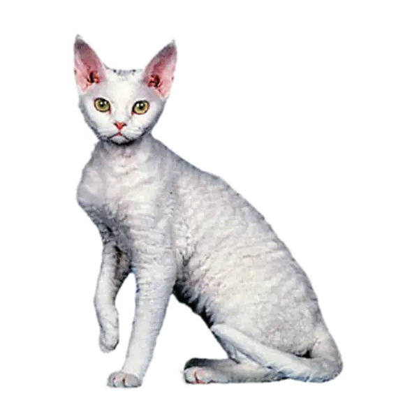 【PNG素材网-png.mixinnet.cn】宠物猫咪