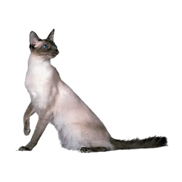 【PNG素材网-png.mixinnet.cn】宠物猫咪