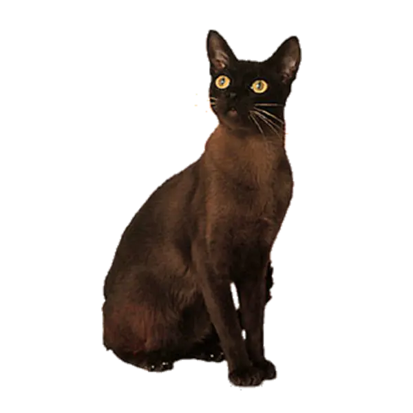 【觅图网-pic.51mitu.com】宠物猫咪