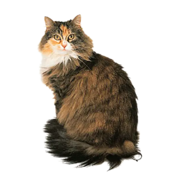 【PNG素材网-png.mixinnet.cn】宠物猫咪