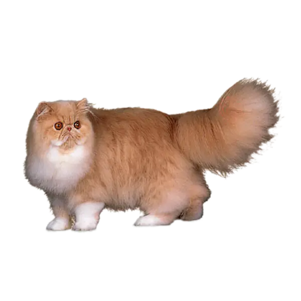 【PNG素材网-png.mixinnet.cn】宠物猫咪