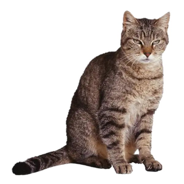 【PNG素材网-png.mixinnet.cn】宠物猫咪