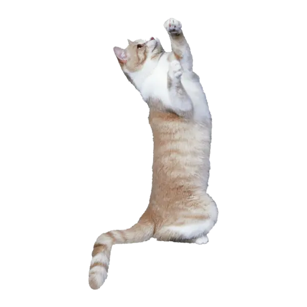 【PNG素材网-png.mixinnet.cn】宠物猫咪