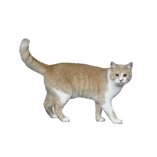 【PNG素材网-png.mixinnet.cn】宠物猫咪