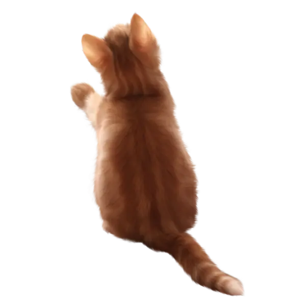 【觅图网-pic.51mitu.com】宠物猫咪