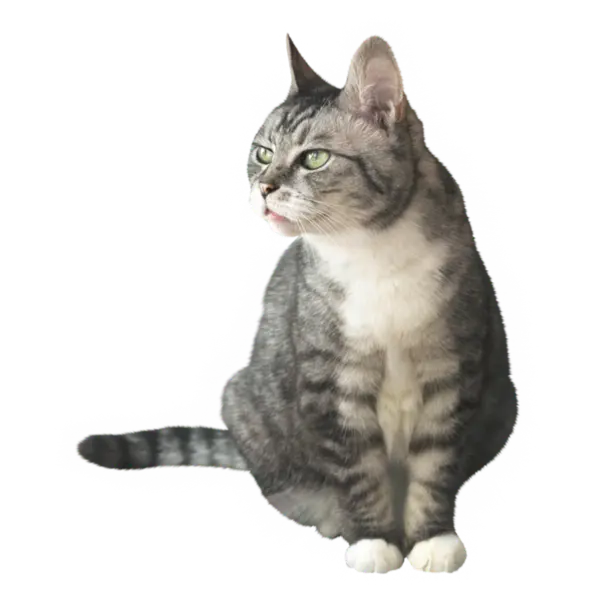 【觅图网-pic.51mitu.com】宠物猫咪
