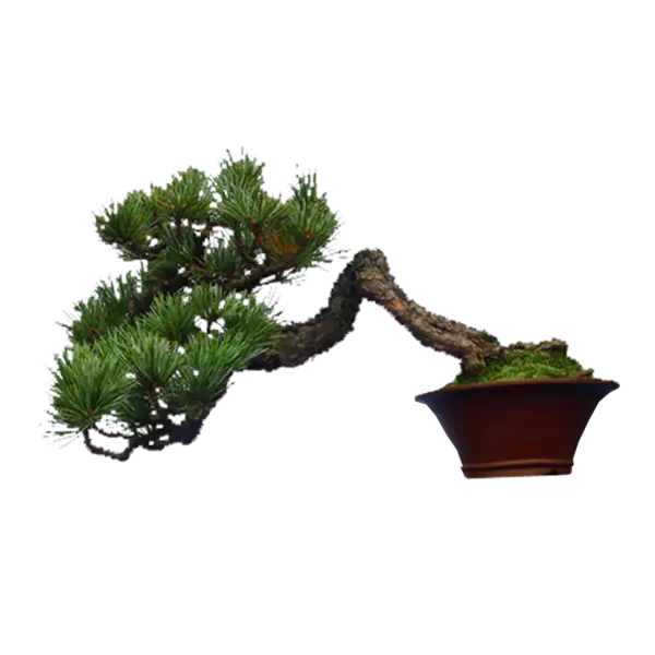 【PNG素材网-png.mixinnet.cn】精美的植物盆景png