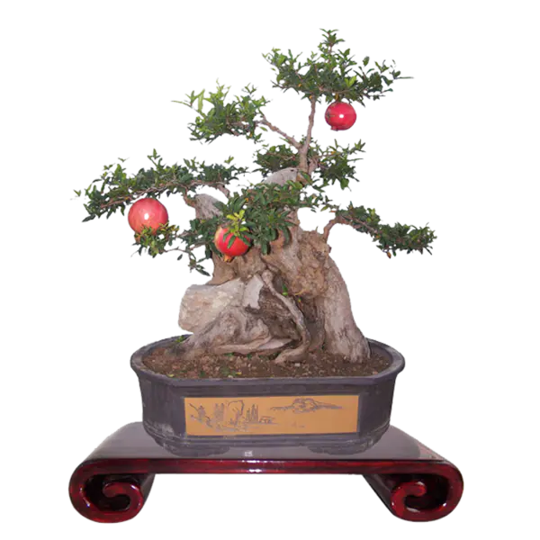 【PNG素材网-png.mixinnet.cn】精美的植物盆景png