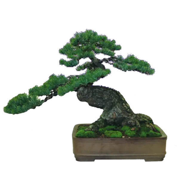 【PNG素材网-png.mixinnet.cn】精美的植物盆景png