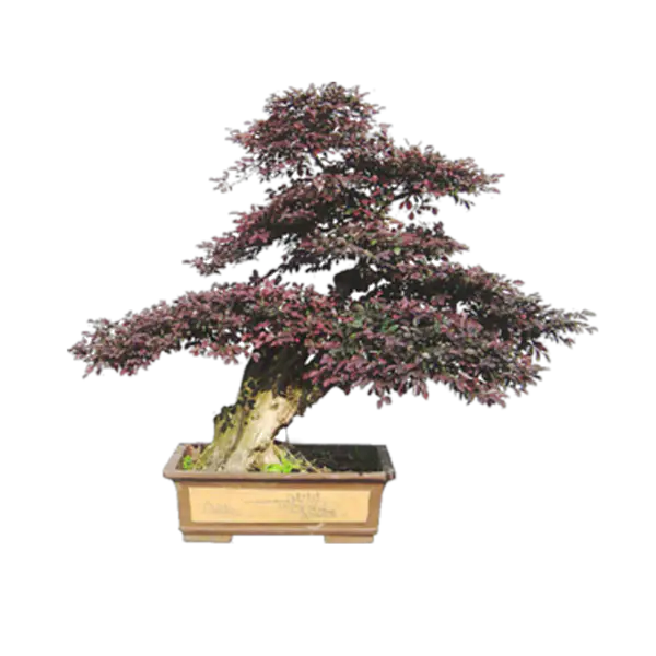 【PNG素材网-png.mixinnet.cn】精美的植物盆景png
