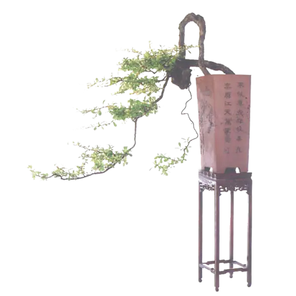 【PNG素材网-png.mixinnet.cn】精美的植物盆景png