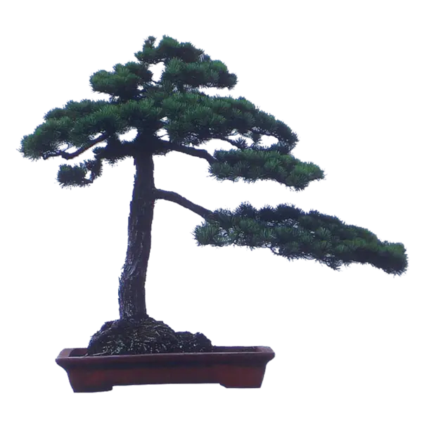 【觅图网-pic.51mitu.com】精美的植物盆景png