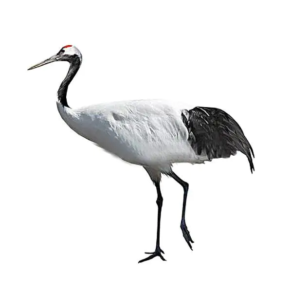 【PNG素材网-png.mixinnet.cn】丹顶鹤免抠PNG素材