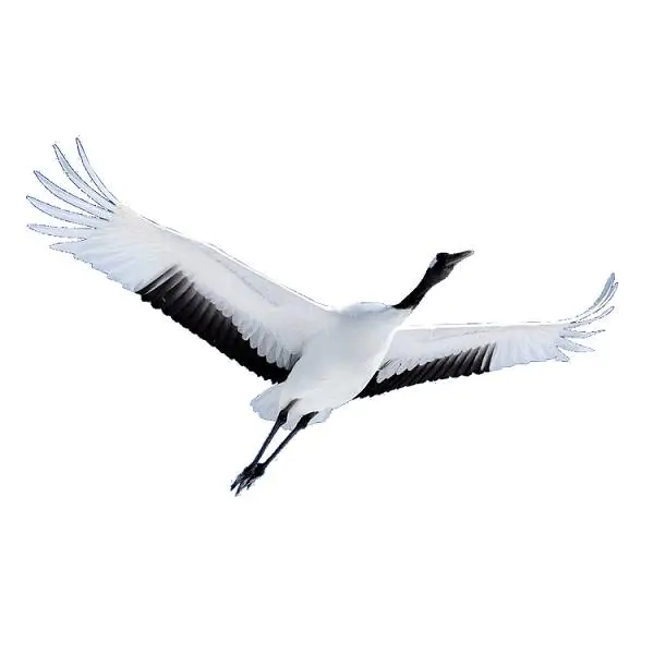 【PNG素材网-png.mixinnet.cn】丹顶鹤免抠PNG素材