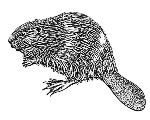 【PNG素材网-png.mixinnet.cn】海狸