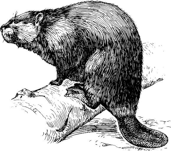 【PNG素材网-png.mixinnet.cn】海狸