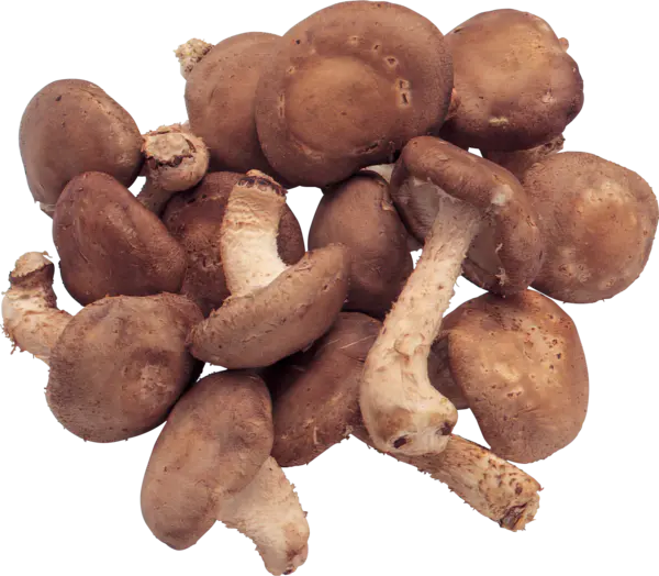 【PNG素材网-png.mixinnet.cn】蘑菇png图片[1775x1550]