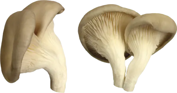 【PNG素材网-png.mixinnet.cn】蘑菇png图片[3581x1880]