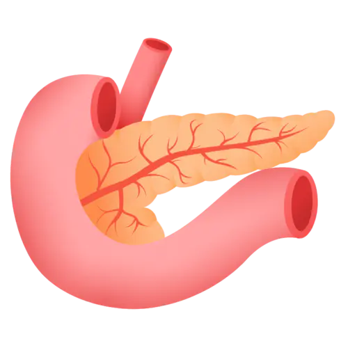 扁平-器官元素医疗贴纸-SVG-胰腺