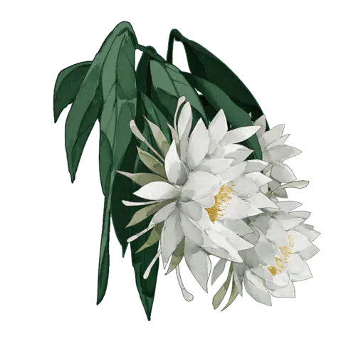 【PNG素材网-png.mixinnet.cn】昙花