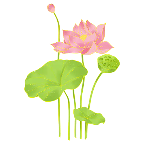 荷花