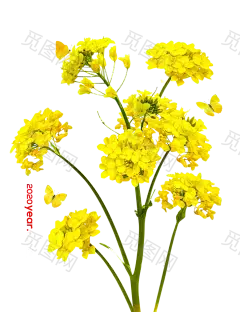 春季小黄花花束油菜花_免抠PNG：