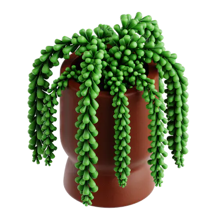 【PNG素材网-png.mixinnet.cn】驴尾植物