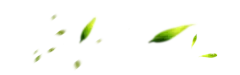 【PNG素材网-png.mixinnet.cn】透明绿色叶子.png (1920&times;600)