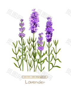 [美工云]手绘草本植物鲜花薰衣草花卉PSD素材_免抠PNG：