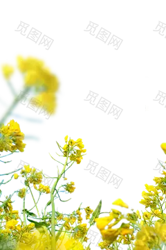 花花草草