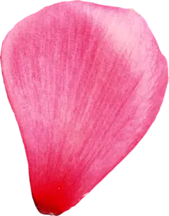【PNG素材网-png.mixinnet.cn】玫瑰花瓣花瓣图片素材