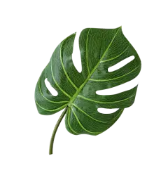 【PNG素材网-png.mixinnet.cn】龟背叶